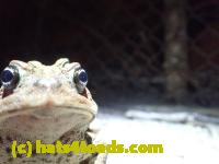 /home//u458753944/public_html/sourcegallery//Roxborough Toad Detour/2013-2019/2016/2016-03-31/P3310663.JPG